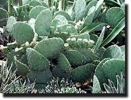 Yes, they are hurtful but not necessarily peyote cacti can cause a psychotic break down when used in conjunction with other substances. Untitled Document