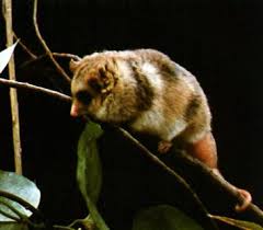 Check spelling or type a new query. Monito Del Monte