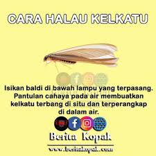 Ini adalah petau halau kucing yang paling popular di malaysia. Cara Menghalau Ular Semut Demi Rakyat Johor Facebook