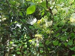 Image result for Crateva