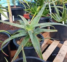 Image result for Aloe cooperi