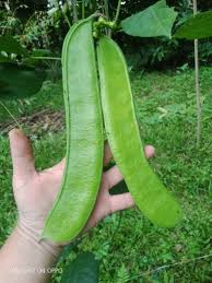 Image result for Canavalia gladiata