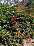 Image result for Combretum paniculatum