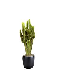 Image result for Euphorbia candelabrum