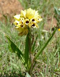 Image result for Orthochilus