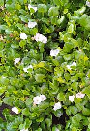 Image result for Falkia