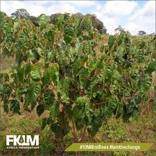 Image result for Croton megalocarpus