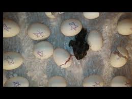 طريقة عمل فقاسة بيض منزلي بكرتونة ناجحه 100 youtube eggs food