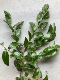 Image result for Dialium englerianum