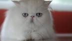 Persian cat - Wikipedia