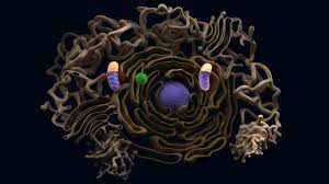 Animal cell structure 3d model. Animal Cell Structure 3d Model Medical Cgtrader