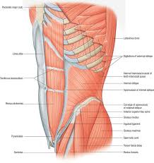 Muscles of the torso indicated by color. Anterior Abdominal Wall Clinical Gate