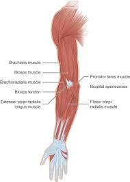 Origin and insertion flexor digitorum brevis muscle (inferior view) flexor digitorum brevis muscle originates from three sites; Examination Of The Wrist And Hand Musculoskeletal Key