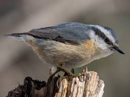 They sometimes move south in large numbers in fall and winter. Red Breasted Nuthatch Ebird