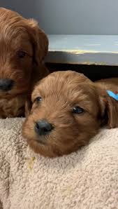 Check spelling or type a new query. Cove Lake Labradoodles Home Facebook
