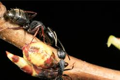 We're excited to help you with all your project needs. Belton Missouri Pest And Termite Control Ant Termite Rodent Spider Control Service 64012 Mason Exterminating