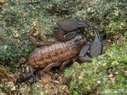 Image result for Scorodophloeus