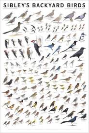 Birds Of North America Poster Sibley S Backyard Birds Western North America Poster Sibley Guides Backyard Birds Beautiful Birds Bird Identification