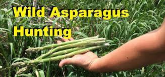 To grow a lasting crop of healthy asparagus, it all starts with picking a good location, and preparing the soil correctly. Where To Find Wild Asparagus How To Find It Youtube
