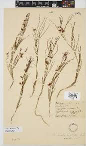 Image result for Dolichos sericeus