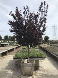 Maybe you would like to learn more about one of these? Great Deal Our 24 Box Flowering Plum Trees Are Looking Great And Bigger Than Normal In This Size C Pink Flowering Trees Evergreen Nursery Flowering Plum Tree