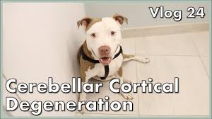 Rescued Pit Bull With Cerebellar Cortical Degeneration Vlog 24 Youtube