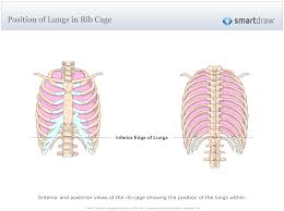 Birds have uncinate processes on the ribs. Position Of Lungs In Rib Cage Rib Cage Lunges Positivity