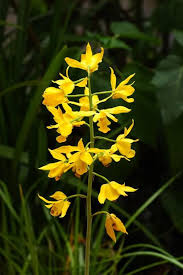 Image result for Eulophia angolensis