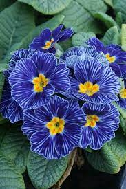 Primrose Primula Family Primulacae Flower Garden Plans Plants Planting Flowers