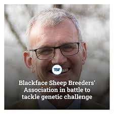 Young blackface Lamb with big horns