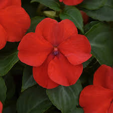 Image result for Impatiens wallerana