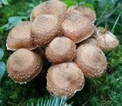 Gemeiner Hallimasch Dunkler Hallimasch Nadelholzhallimasch Armillaria Solidipes Syn Armillaria Ostoyae Speisepilze Nicht Essen Taubheitsgefuhl