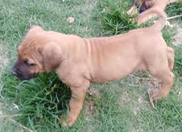 Puppies are ready to view.for more information, pictures or video of the parents or puppies please contact. Purebred Boerboel Pups For Sale Durban Boerboel Puppies Dog Breeders Gallery 111584