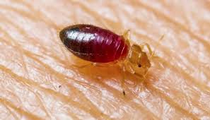 Read about their experiences and share your own! Ecoraider Bed Bug Spray Review 2021 Updated