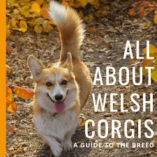 Why some corgis have tails and others don't. Welsh Corgi Breed Information What You Really Need To Know Pethelpful