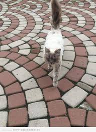 Ai acces la toate functiile contului olx. Sibiu Am Gasit O Pisica La O Pensiune In Adoptiipisici Ro Facebook