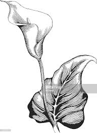 Calla Lilly Ink Style Vector Drawing Flores Dibujadas A Lapiz Lirio Cala Flores A Lapiz