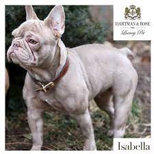 :) looks amazing in a frame!! Isabella Frenchie Luxury Dog Collars Bulldog French Bulldog