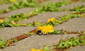 All you have to do is: How To Clean Paving Slabs And Driveways Turnbull Building Supplies