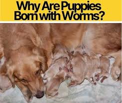 Every puppy is susceptible to worms, some species of which are passed from their mother through their milk or placenta. Why Are Puppies Born With Worms How Common Is It