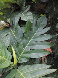 Image result for Artocarpus
