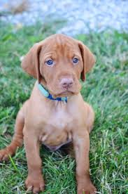 Find a vizsla breeder but first, do your research! Puppies Glory Days Vizslas