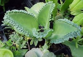 Kalanchoe Laetivirens Big Momma Glasshouse Works Cacti And Succulents Plants Mother Of Thousands Plant