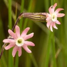 Image result for Silene burchellii
