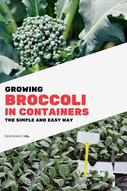 Growing Broccoli In Containers The Simple And Easy Way Broccoli Plant Broccoli Seeds Growing Broccoli