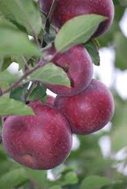 Check spelling or type a new query. Pin On Buah Buahan
