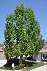 Image result for Liquidambar formosana