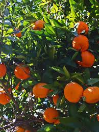 The minneola tree grows to about 20 feet tall outdoors but of course it will be much smaller if grown in a pot. Minneola Tangelo Tree For Sale Online The Tree Center