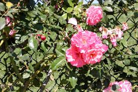 Large flowered climbing rose 'coral dawn'. Rosa Dream Weaver Large Flowered Floribunda Climbing Rose With Coral Pink Clusters Of Flowers Blooming Most Of The Year Stock Photo Picture And Royalty Free Image Image 65377277
