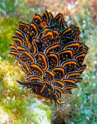 Image result for Thesium nigricans